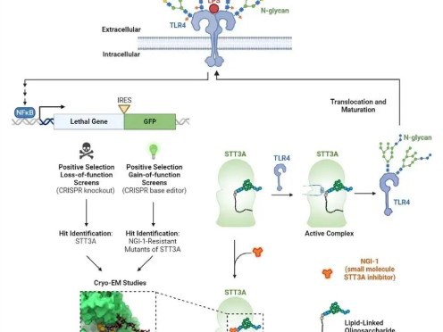 NF-B-496-372 NF-B-496-372
